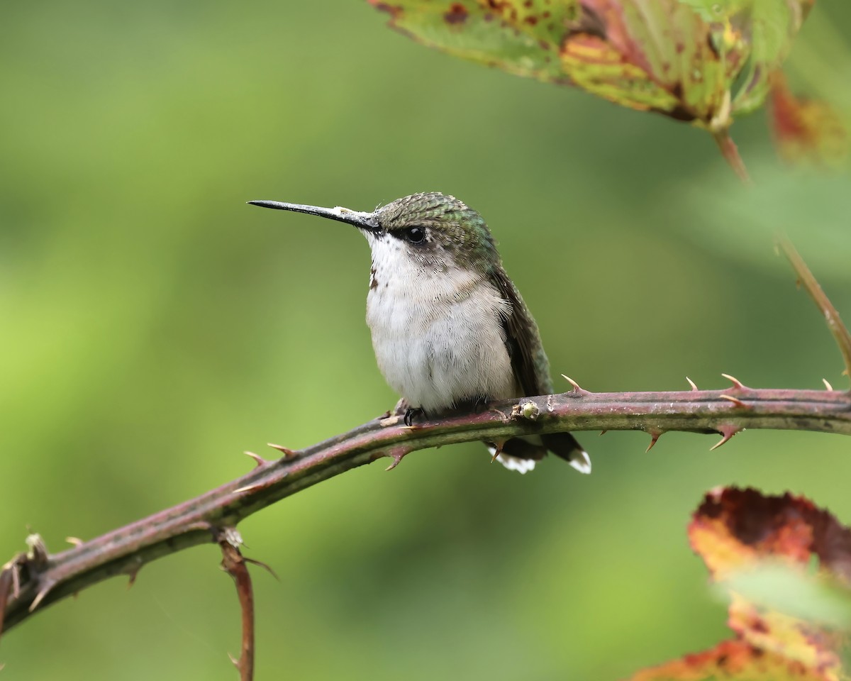 Ruby-throated Hummingbird - ML623729706