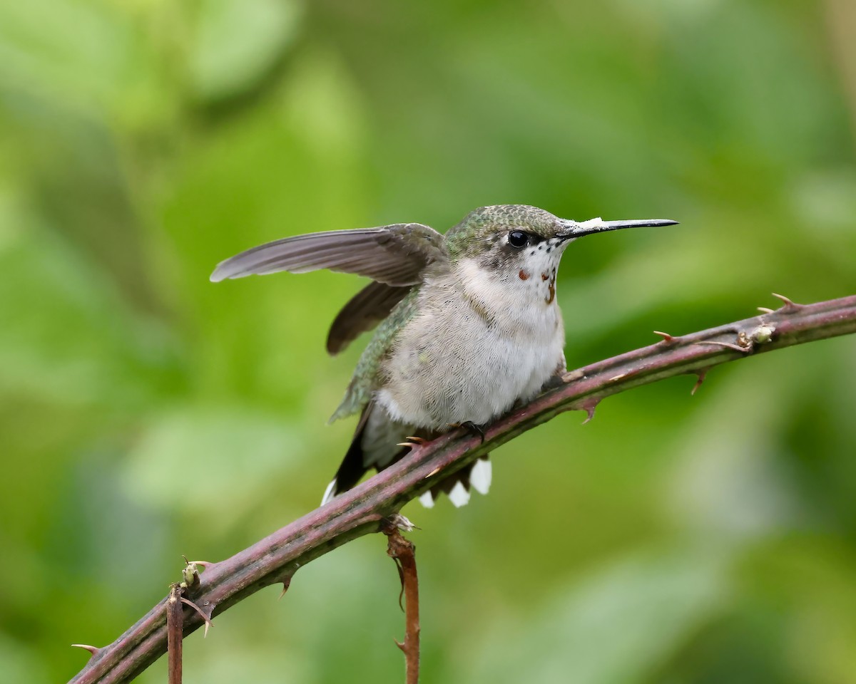 Ruby-throated Hummingbird - ML623729707