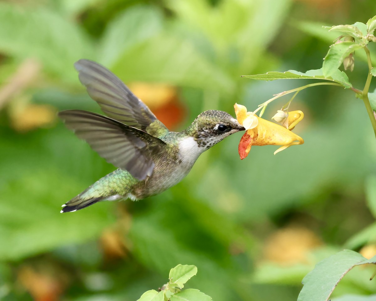 Ruby-throated Hummingbird - ML623729708