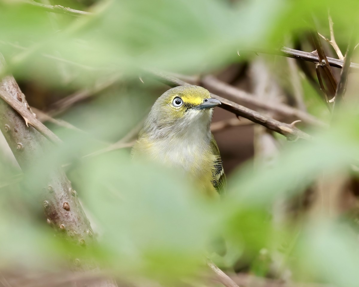 White-eyed Vireo - ML623729735