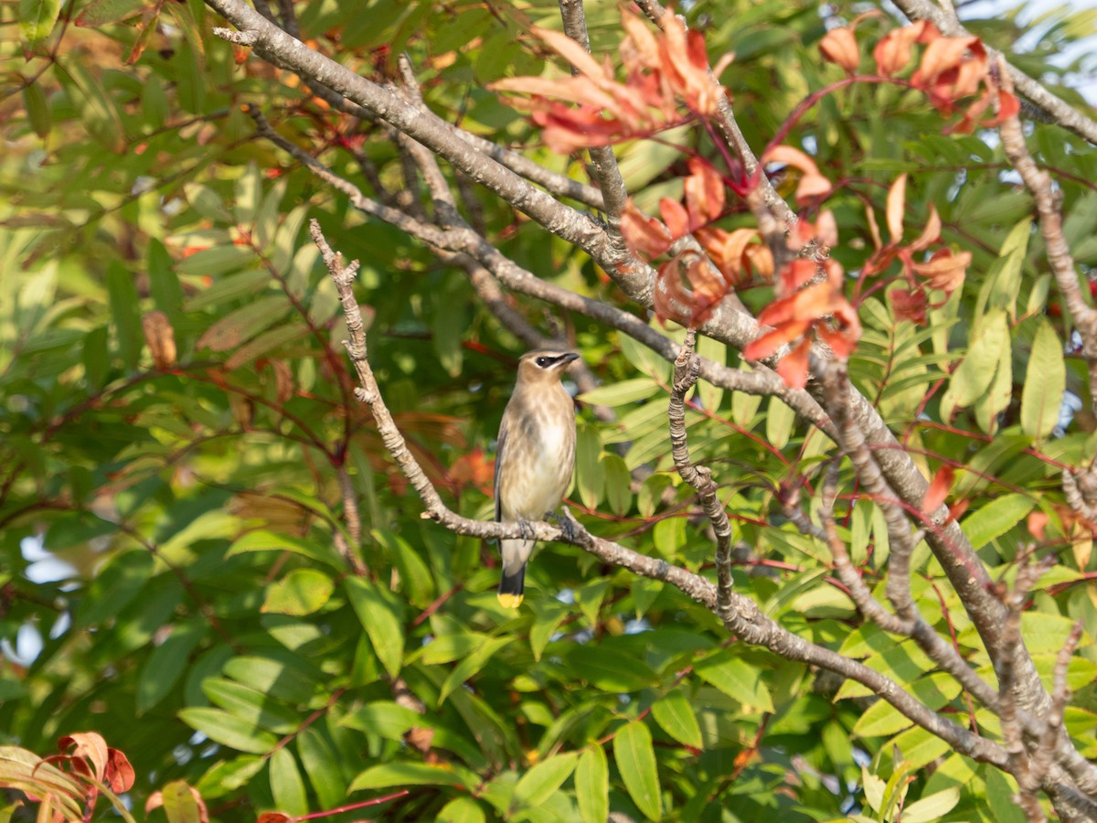 Cedar Waxwing - ML623729736