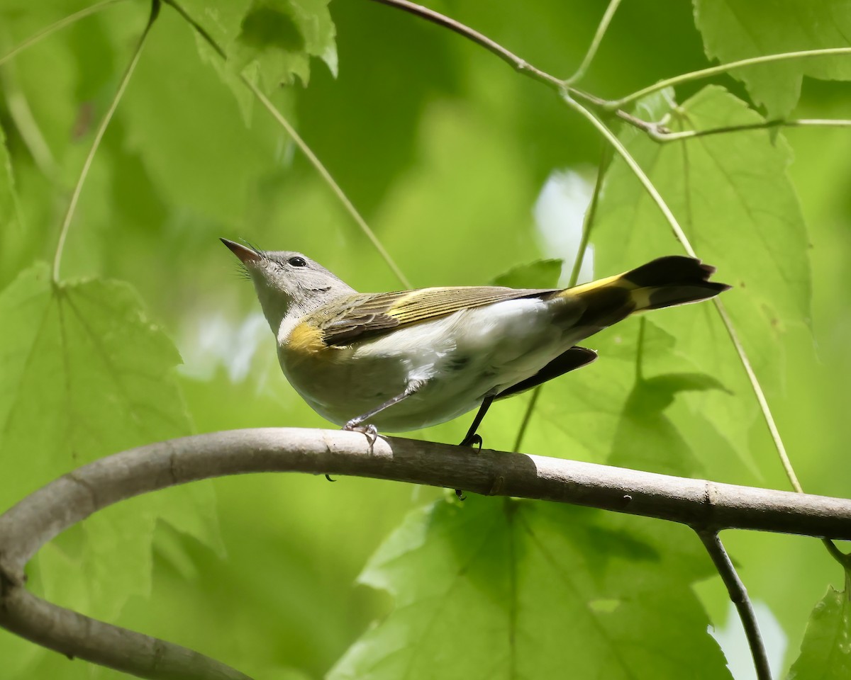 American Redstart - ML623729746