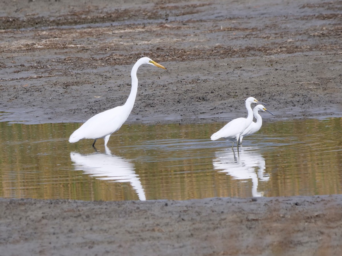 Snowy Egret - Karen Coupland