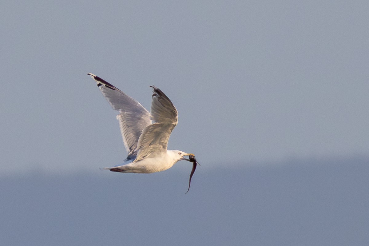 Herring Gull (American) - ML623729756