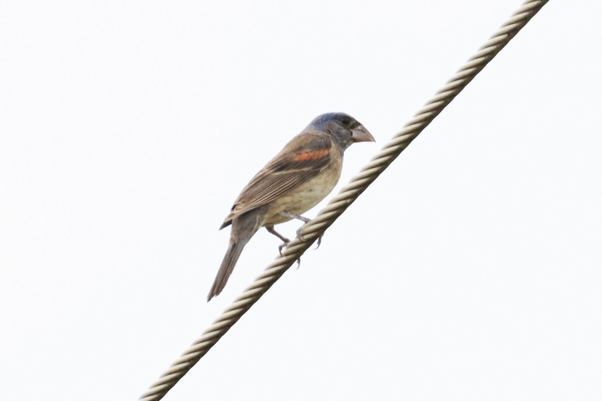 Blue Grosbeak - ML623729765