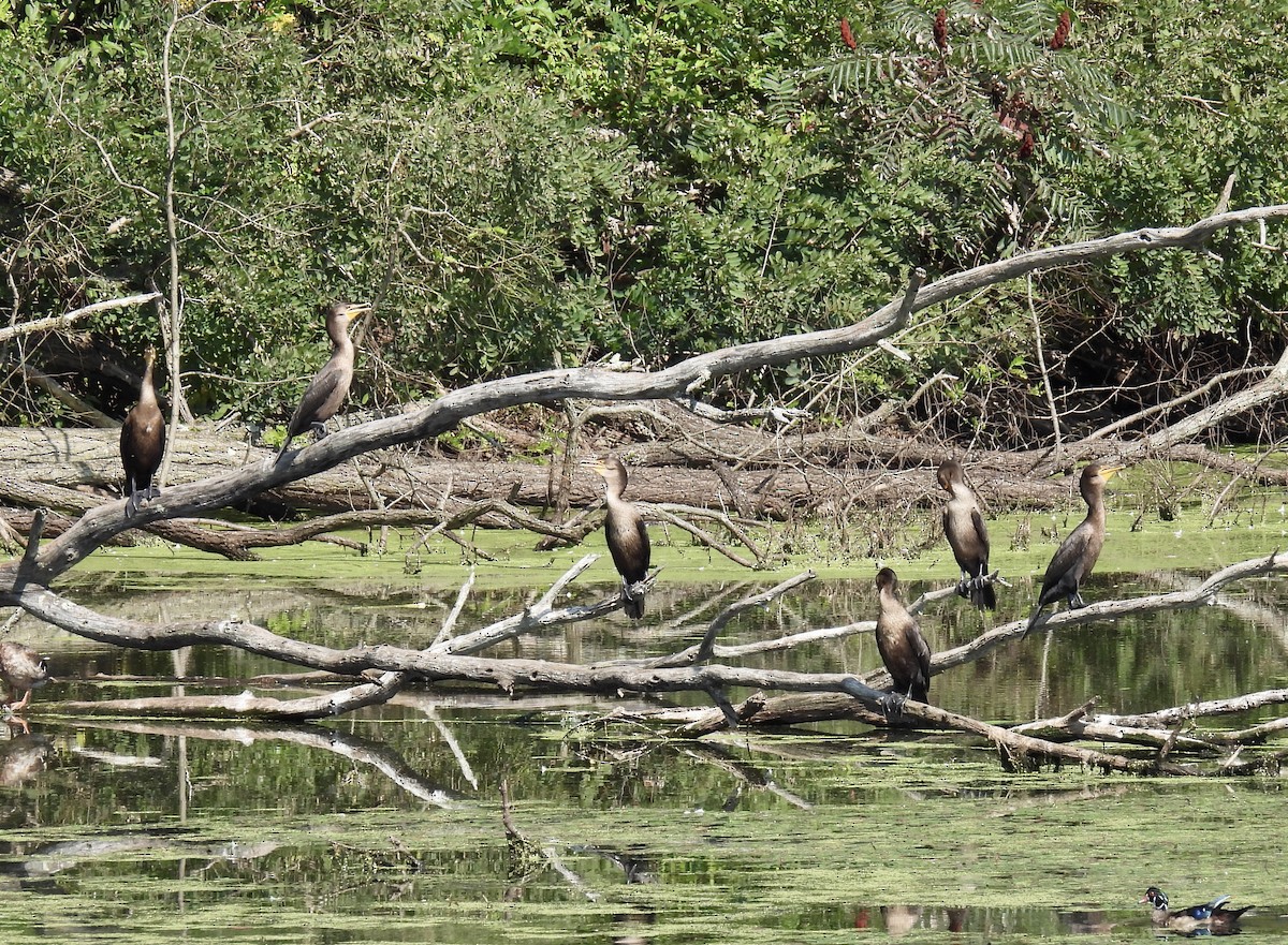 Cormoran à aigrettes - ML623729801