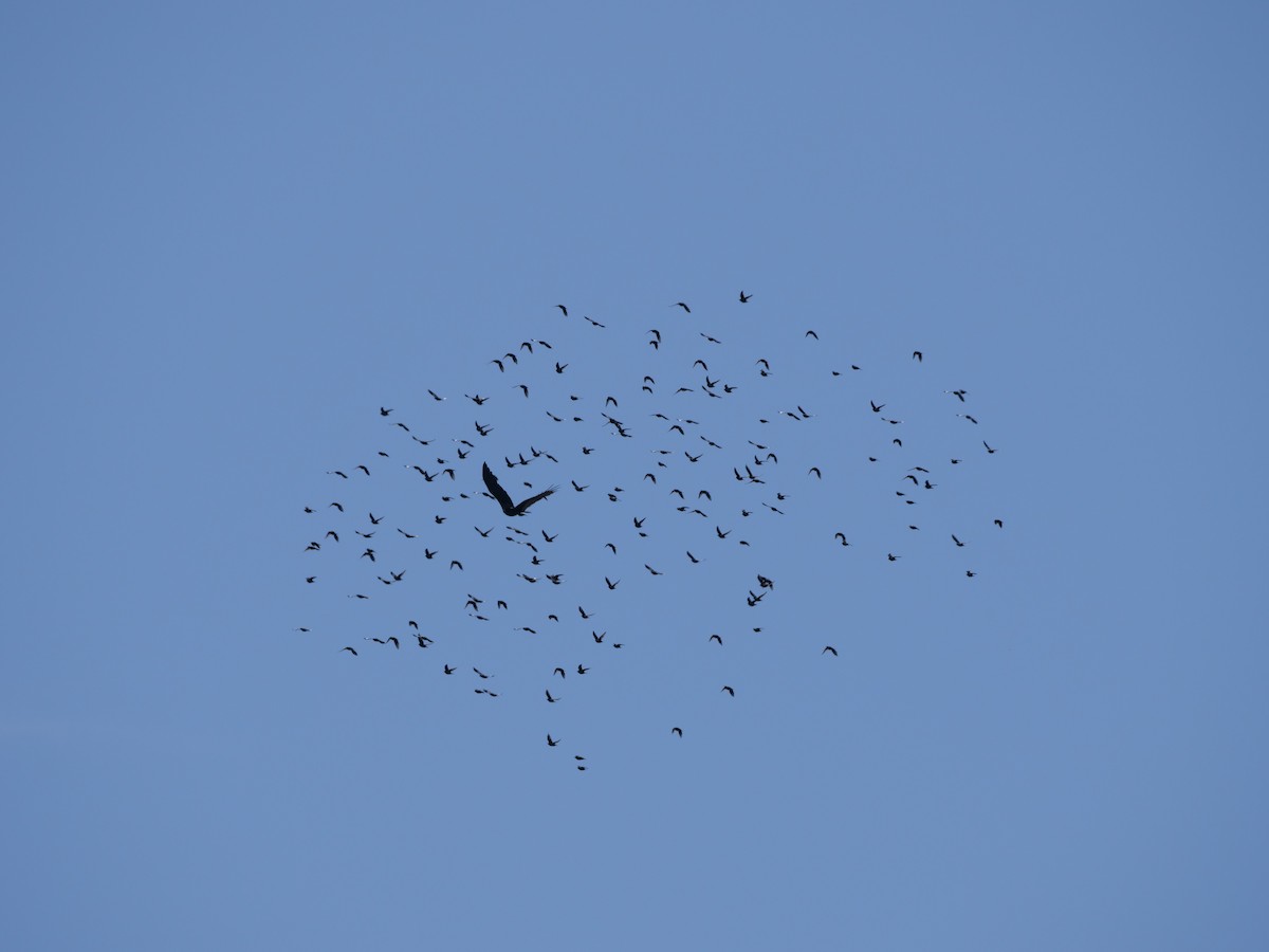 Turkey Vulture - ML623729845