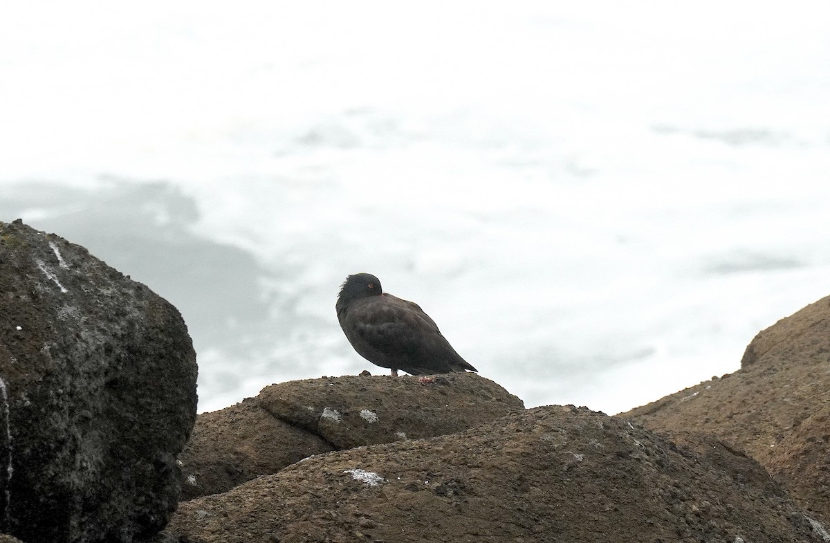 Black Oystercatcher - ML623729954