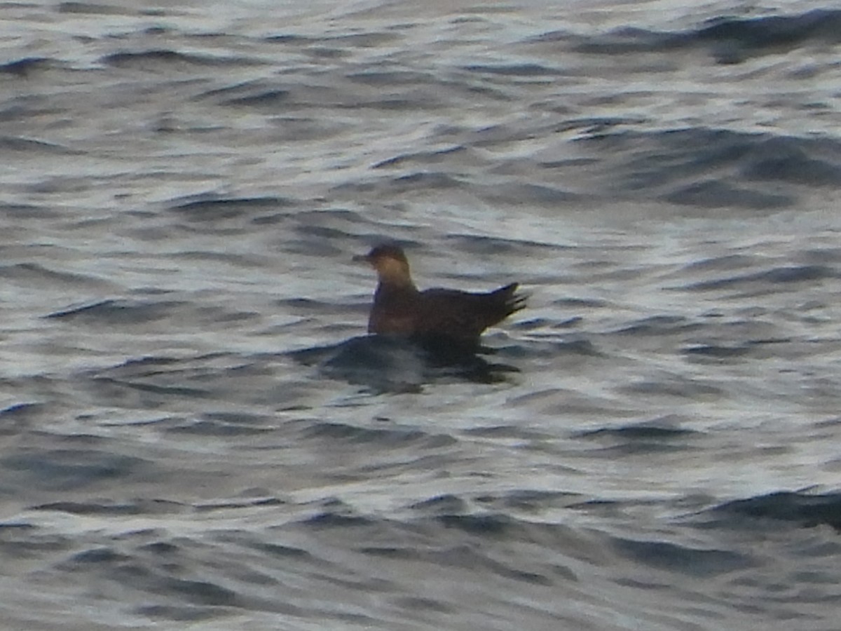 Годон хайлгана - ML623729983