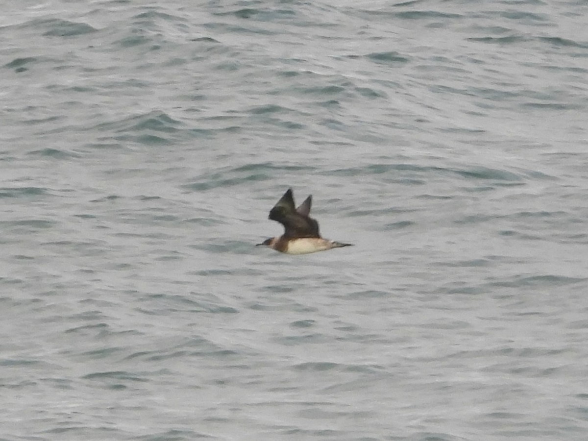 Годон хайлгана - ML623729985