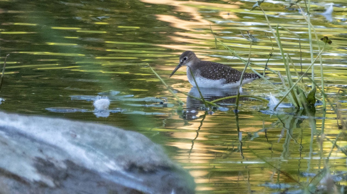 Solitary Sandpiper - ML623730013