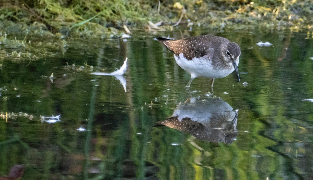 Solitary Sandpiper - ML623730014