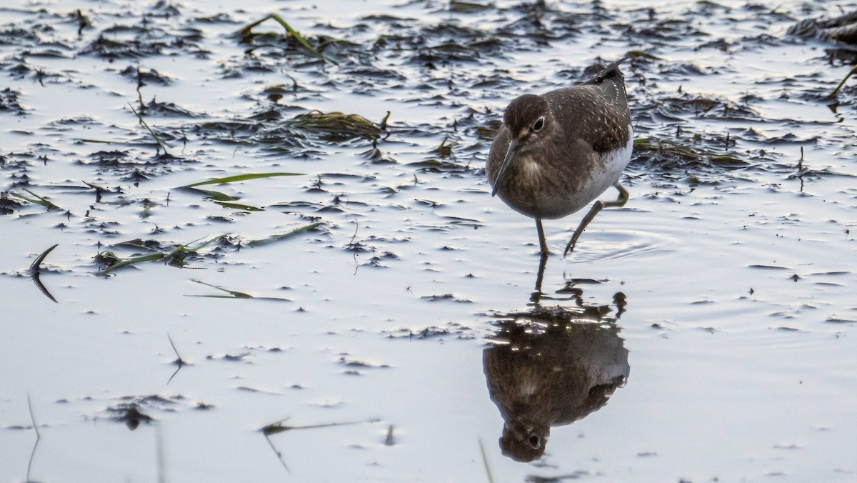 Solitary Sandpiper - ML623730018