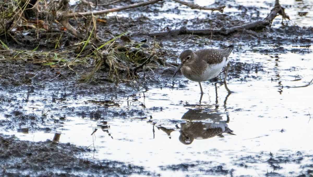 Solitary Sandpiper - ML623730019