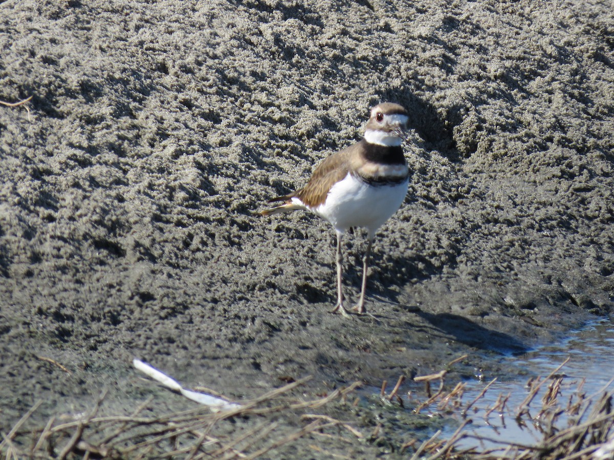 Killdeer - ML623730028