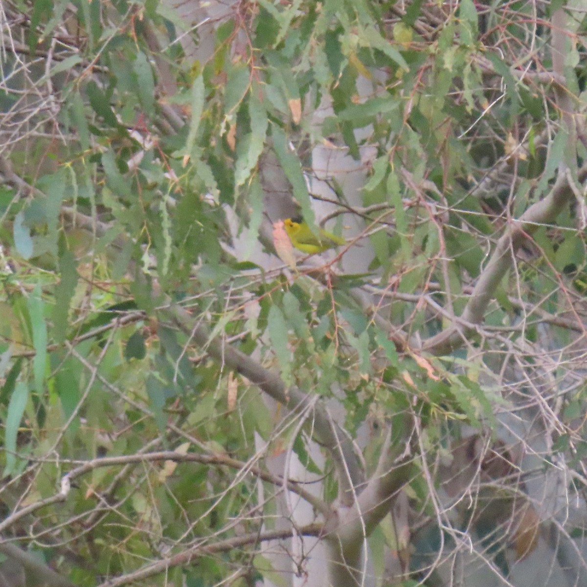 Wilson's Warbler - ML623730029