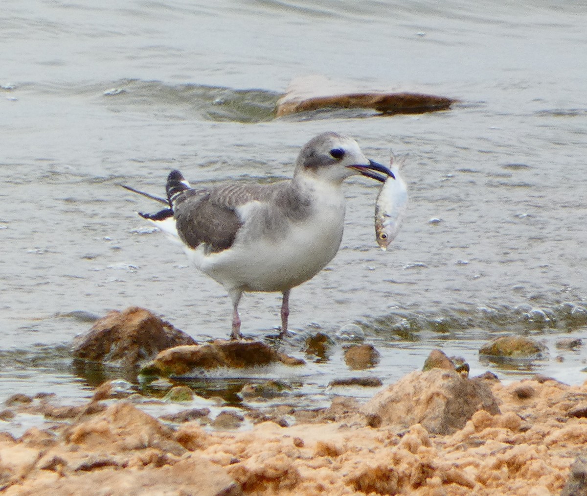 Sabine's Gull - ML623730084