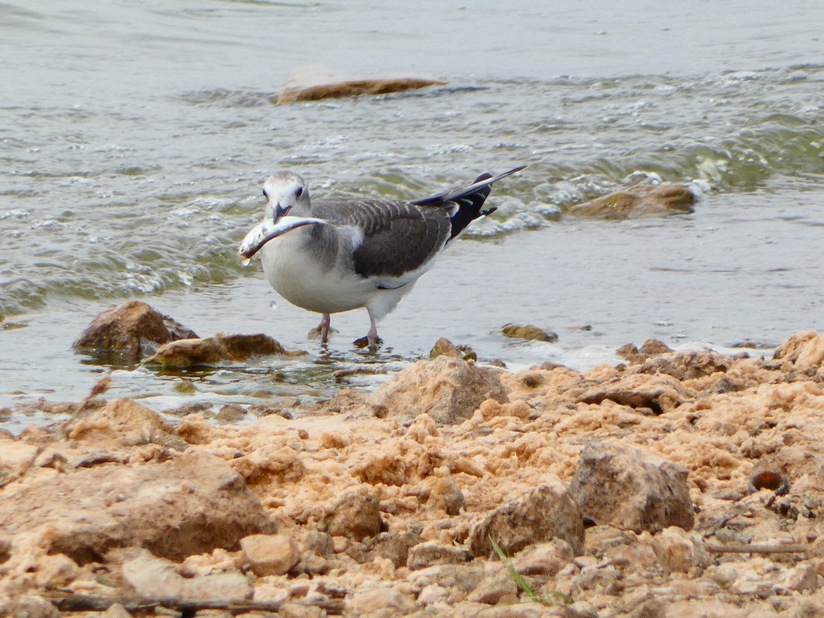 Sabine's Gull - ML623730093