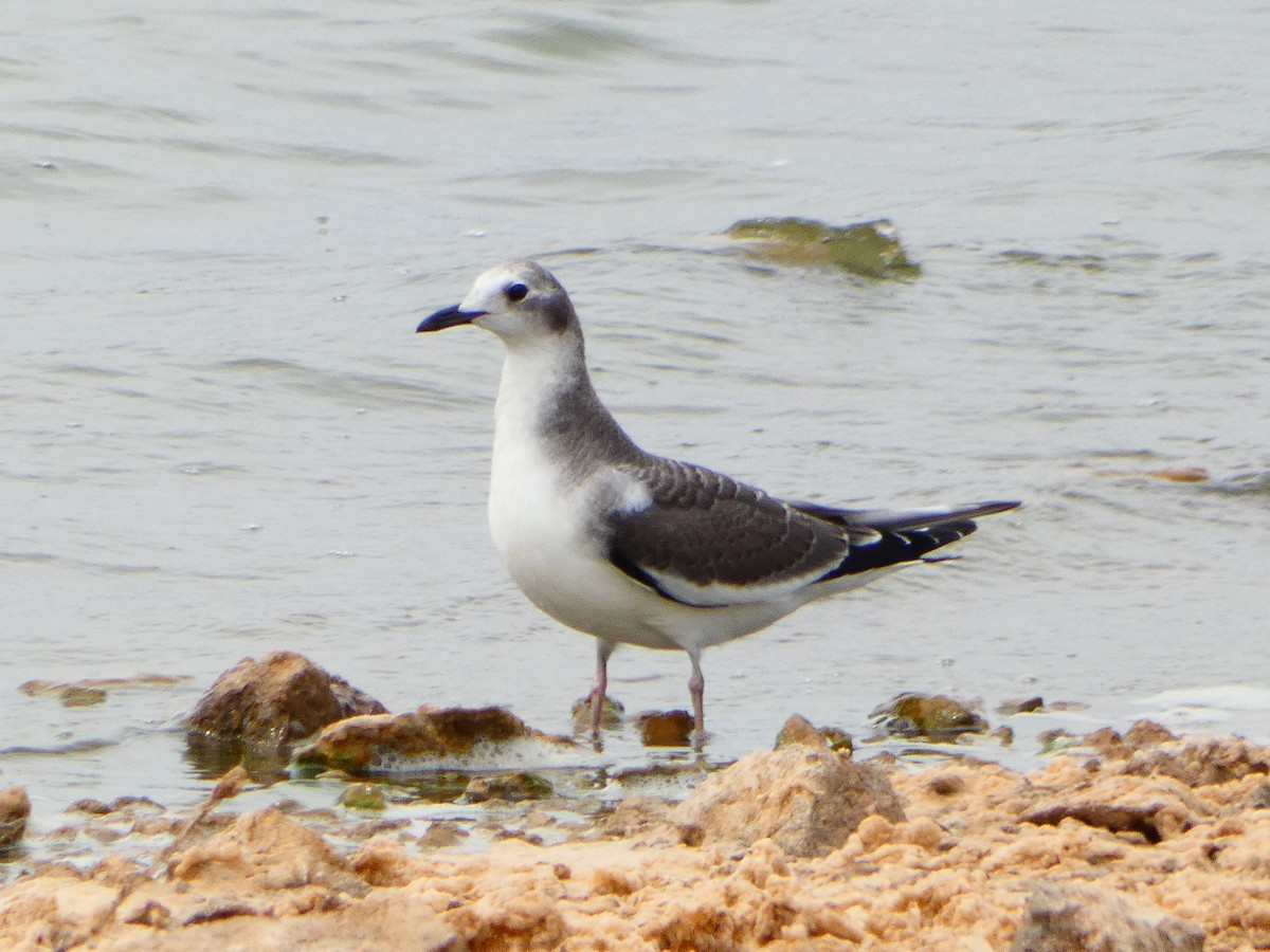 Sabine's Gull - ML623730101