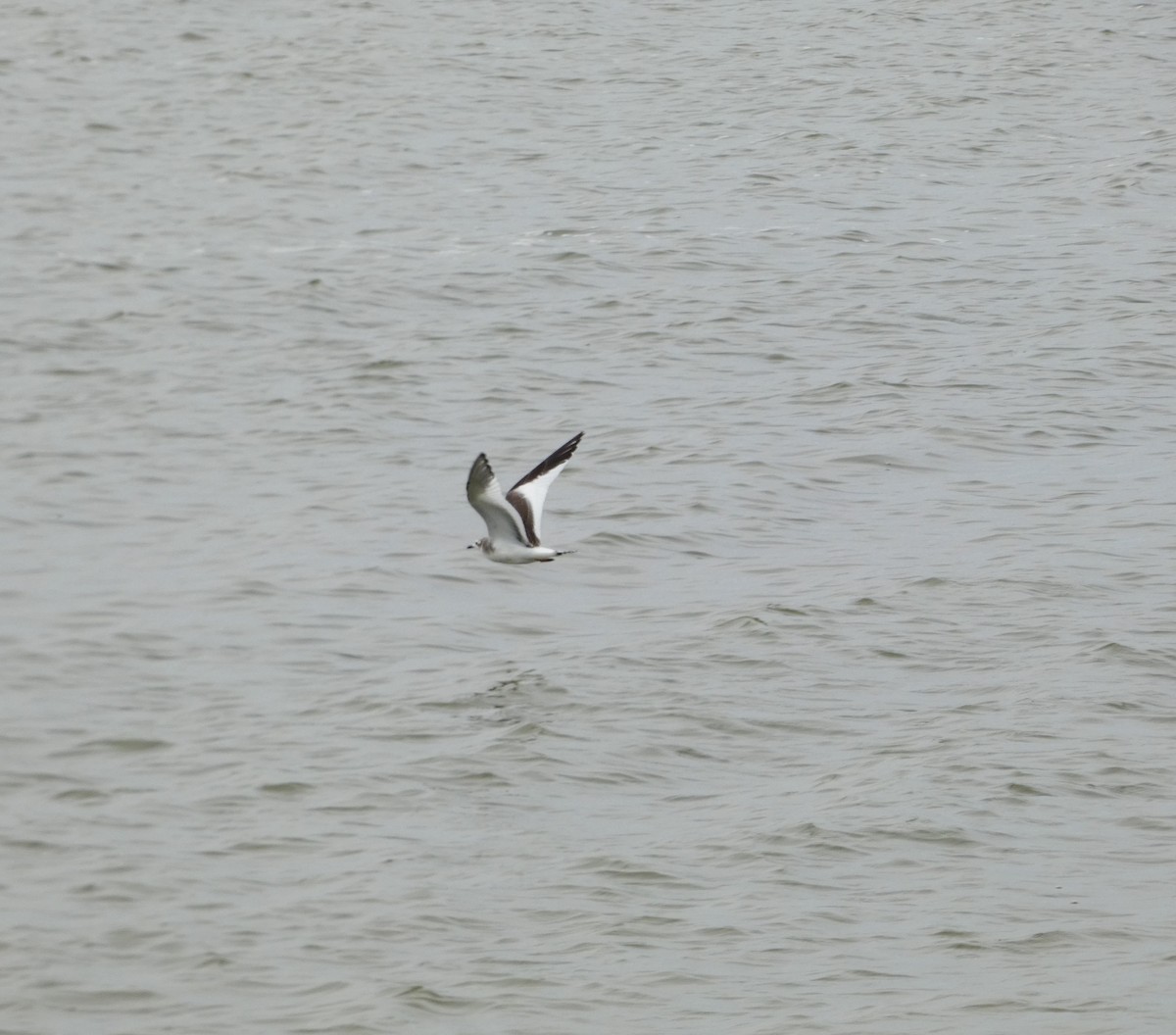 Sabine's Gull - ML623730109