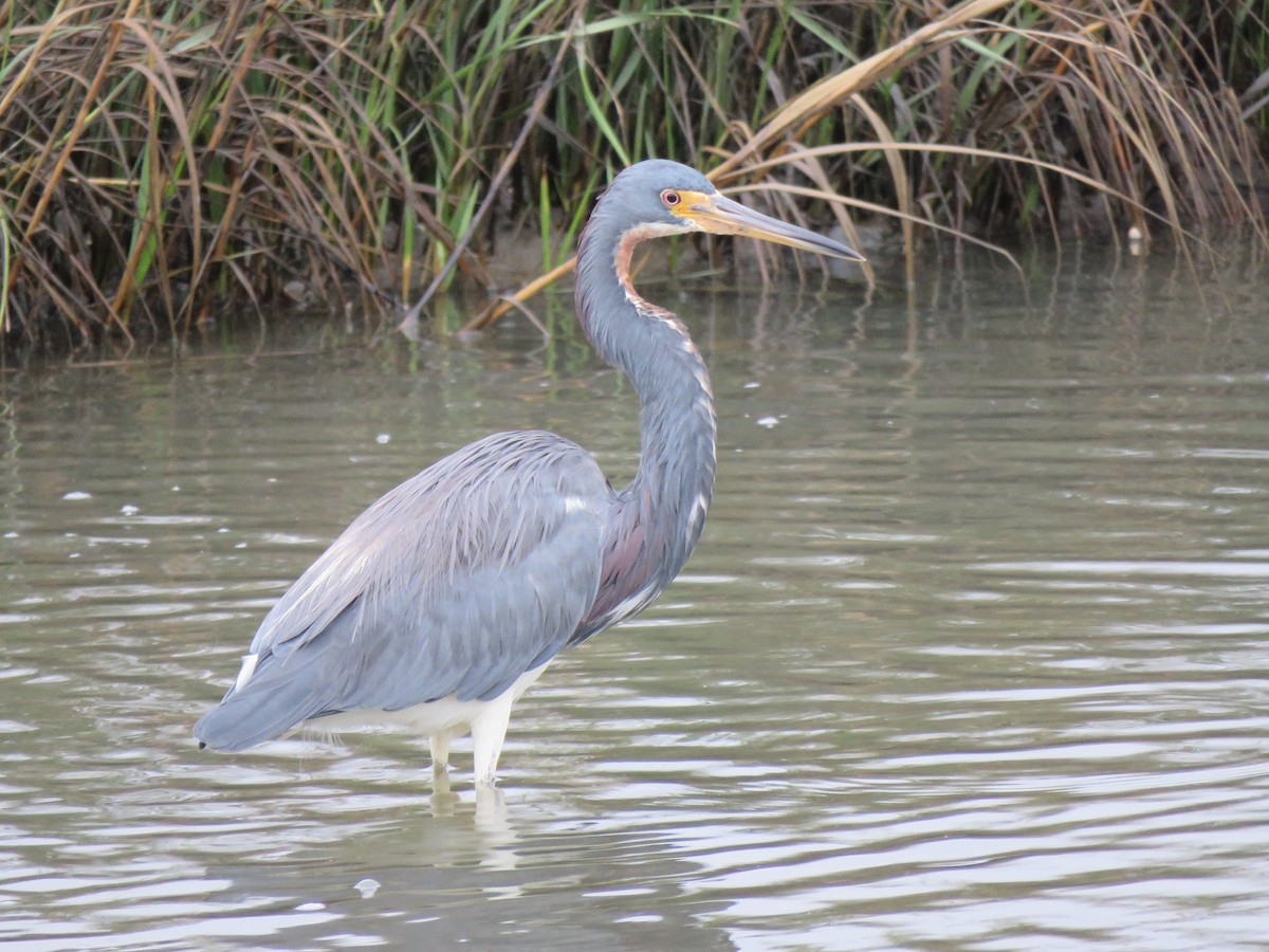 Tricolored Heron - ML623730128