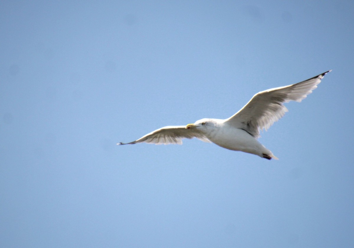 Gaviota Argéntea (americana) - ML623730144