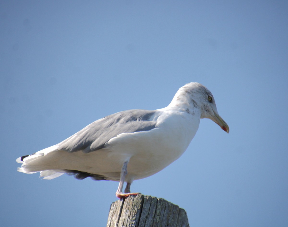 Gaviota Argéntea (americana) - ML623730146