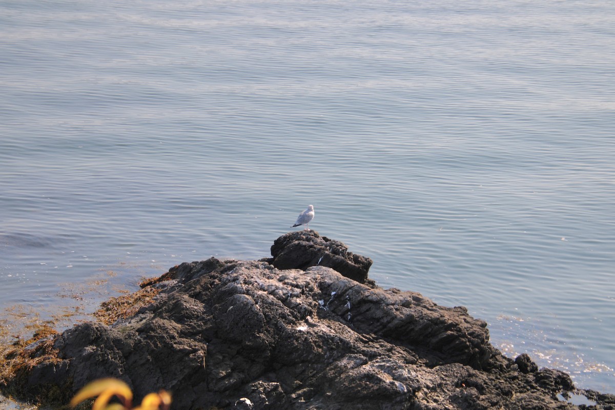 Gaviota Argéntea (americana) - ML623730154