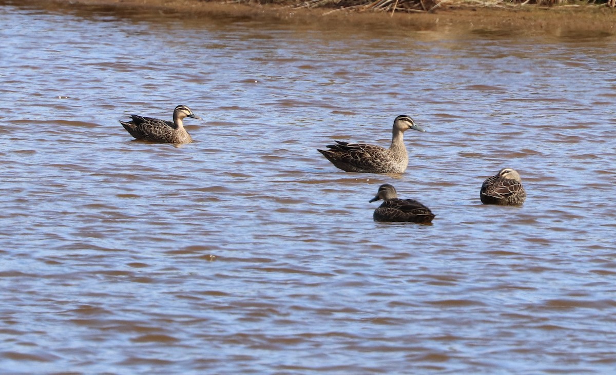 Mallard x Pacific Black Duck (hybrid) - ML623730162