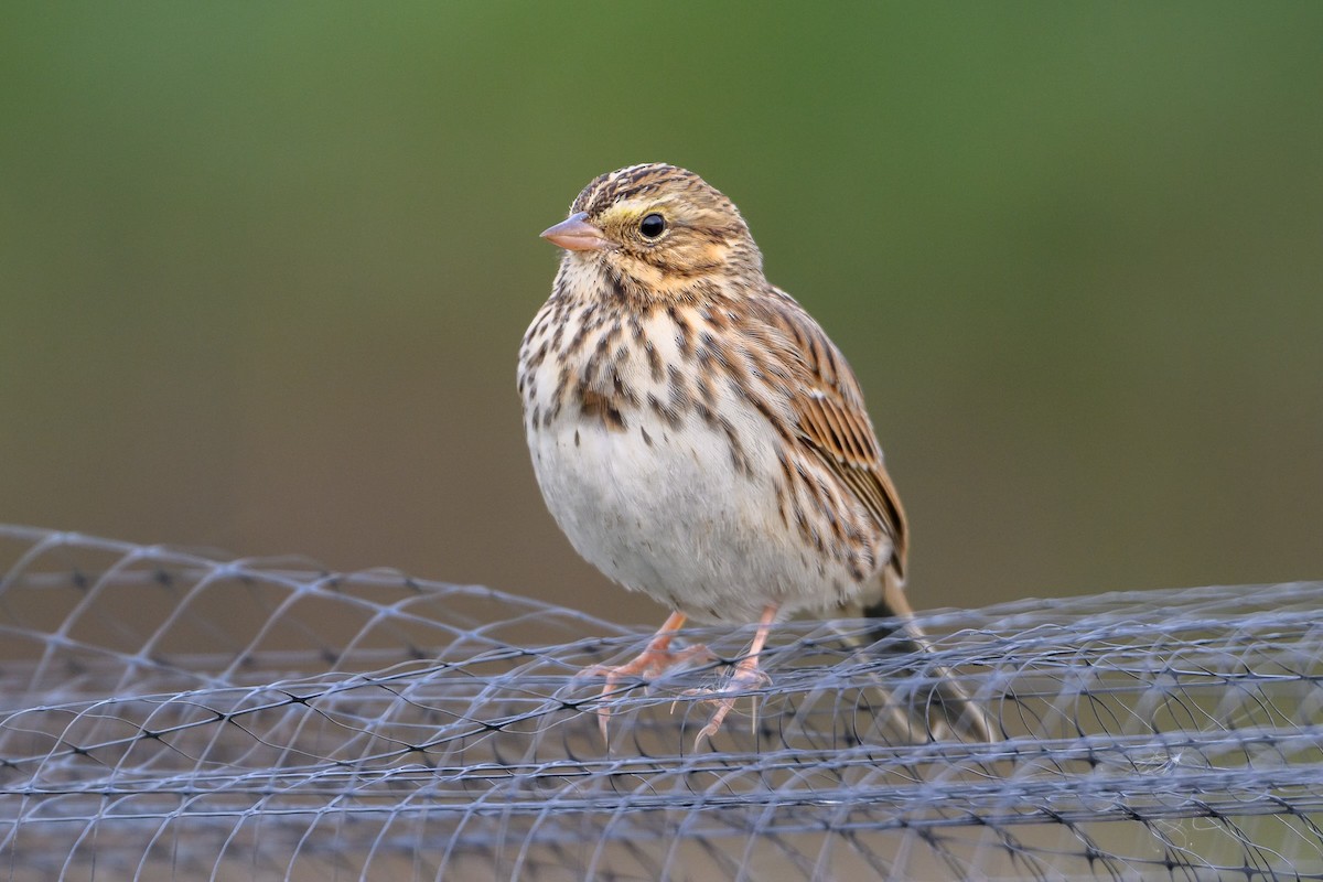 Savannah Sparrow - ML623730175