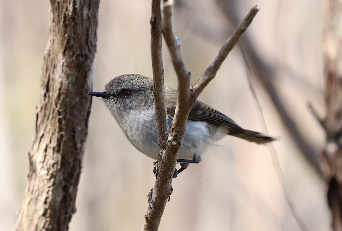 Gray Gerygone - ML623730182