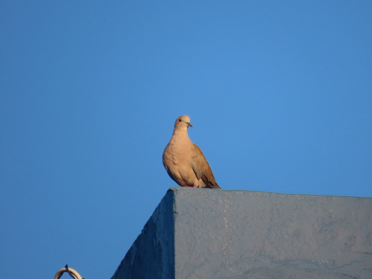 Eurasian Collared-Dove - ML623730192