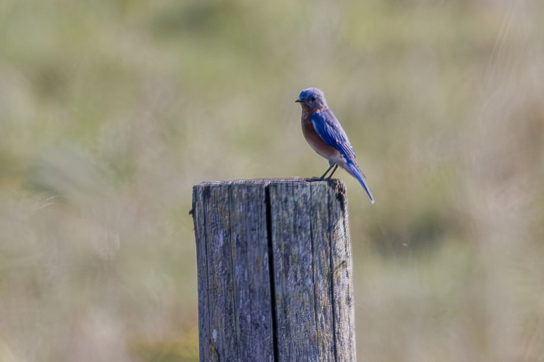 Eastern Bluebird - ML623730203