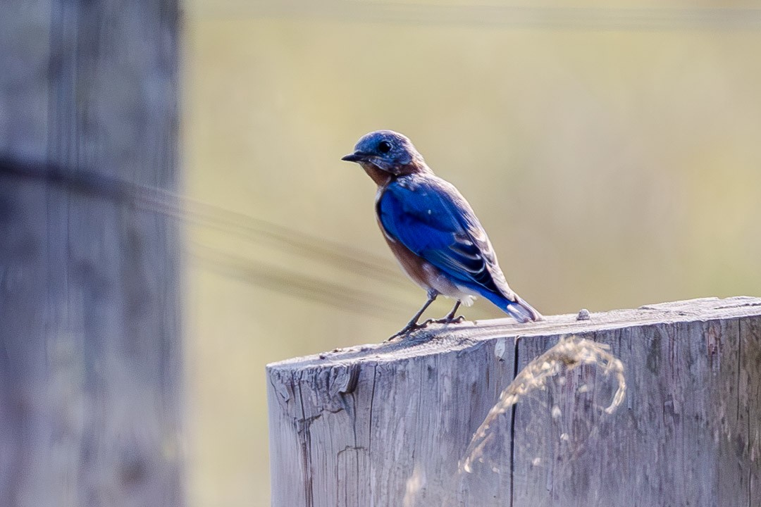 Eastern Bluebird - ML623730204