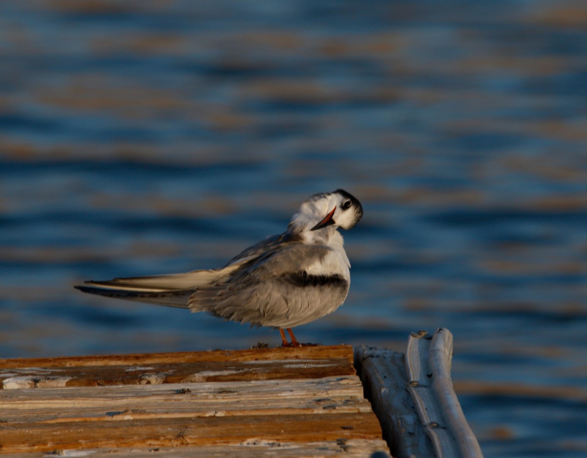 Common Tern - Russell Kokx