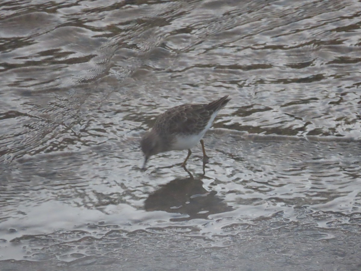 Least Sandpiper - ML623730239