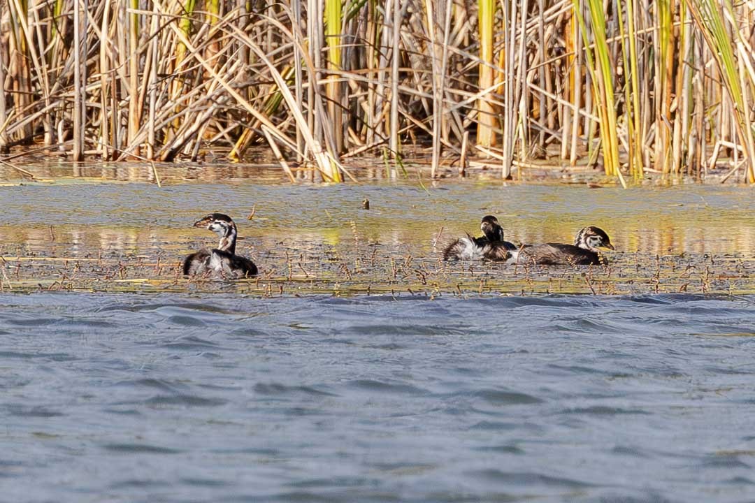 Pied-billed Grebe - ML623730240