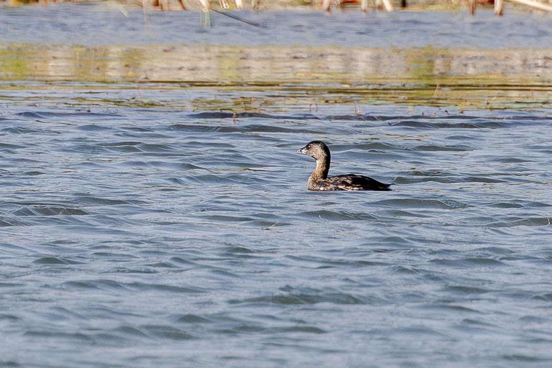 Pied-billed Grebe - ML623730241