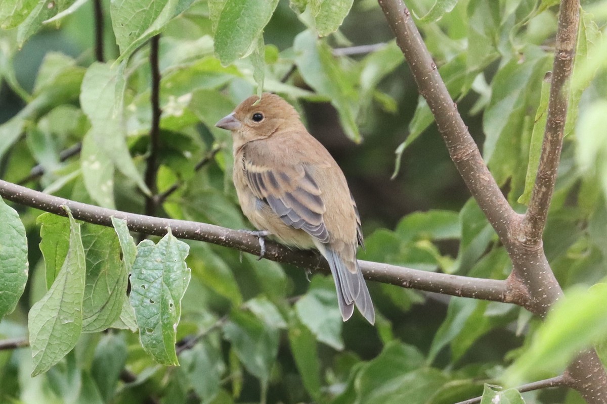 Passerin indigo - ML623730249