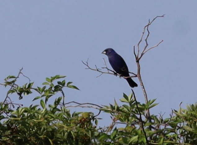 Blue Grosbeak - ML623730255