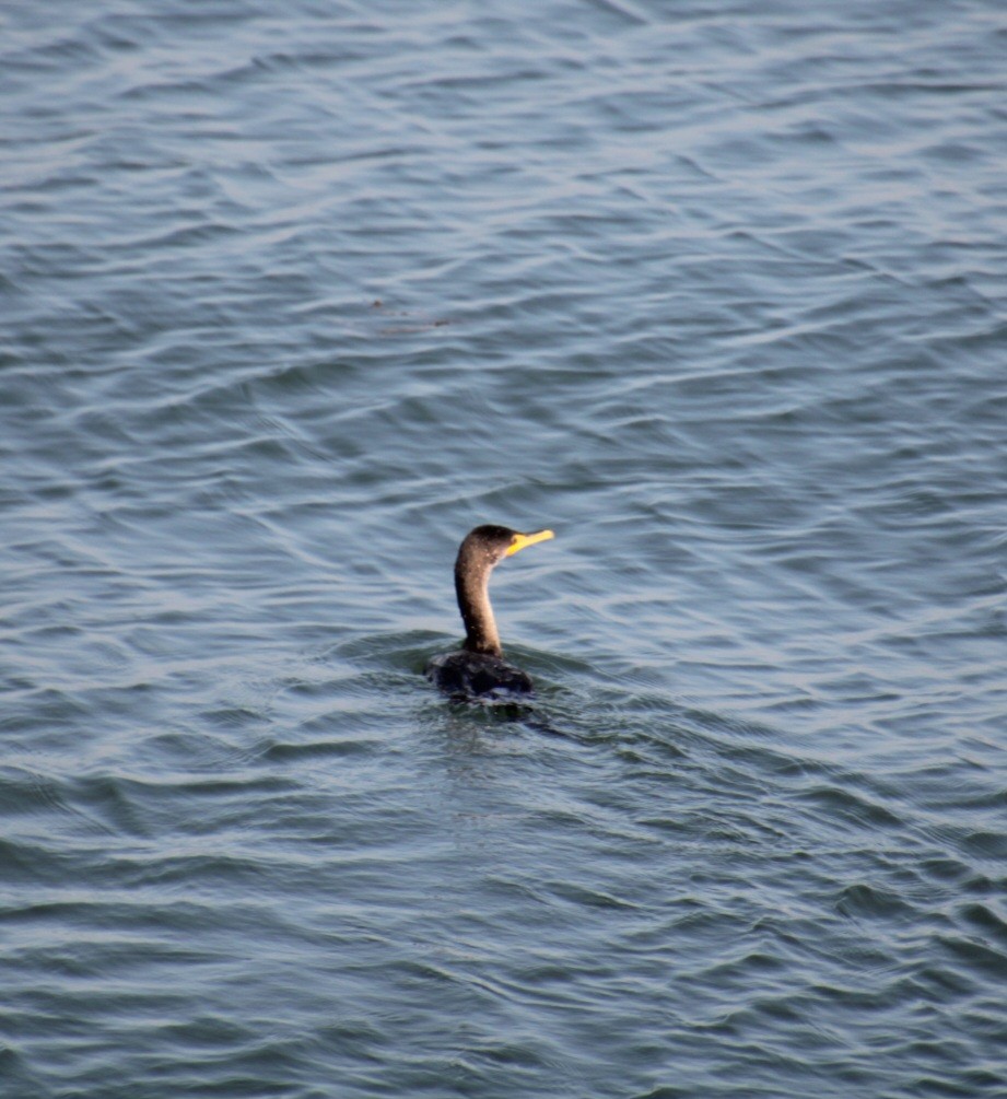 Double-crested Cormorant - ML623730265