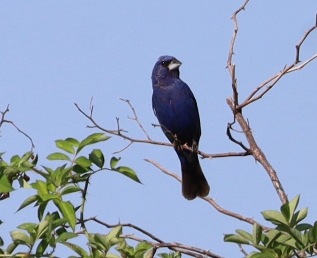 Blue Grosbeak - ML623730267