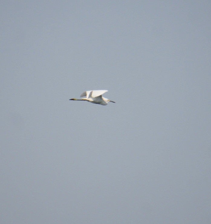 Snowy Egret - ML623730274