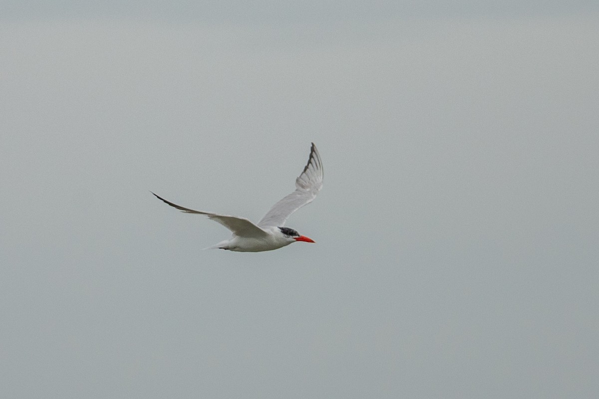 Caspian Tern - ML623730287