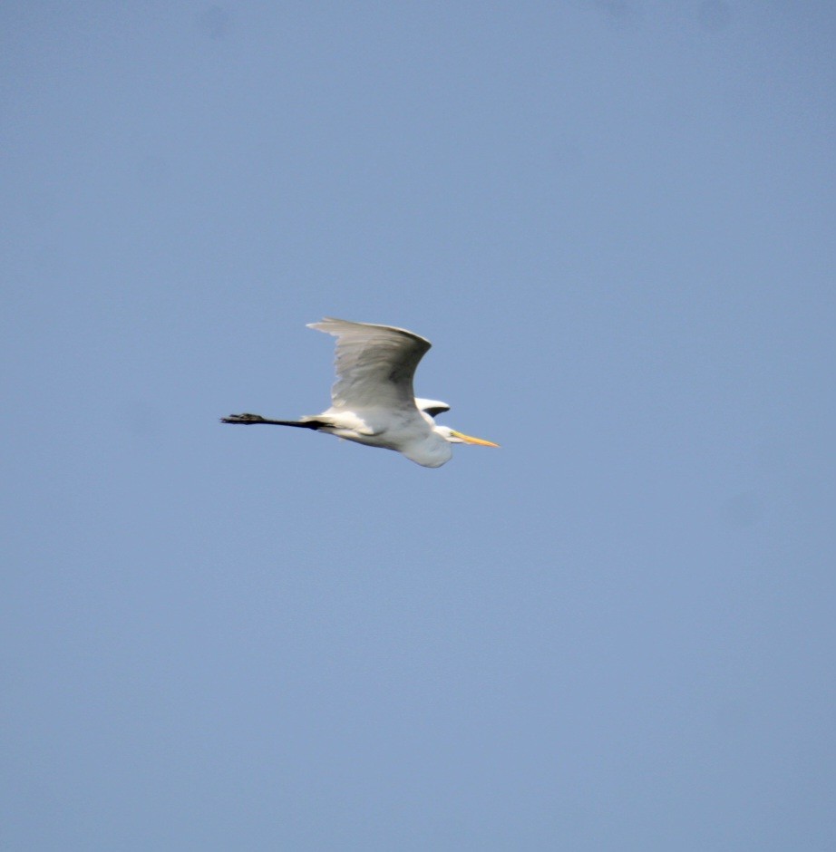 Great Egret - ML623730299