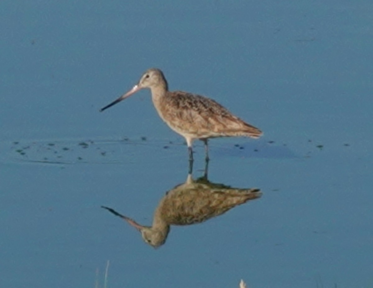 Marbled Godwit - ML623730304