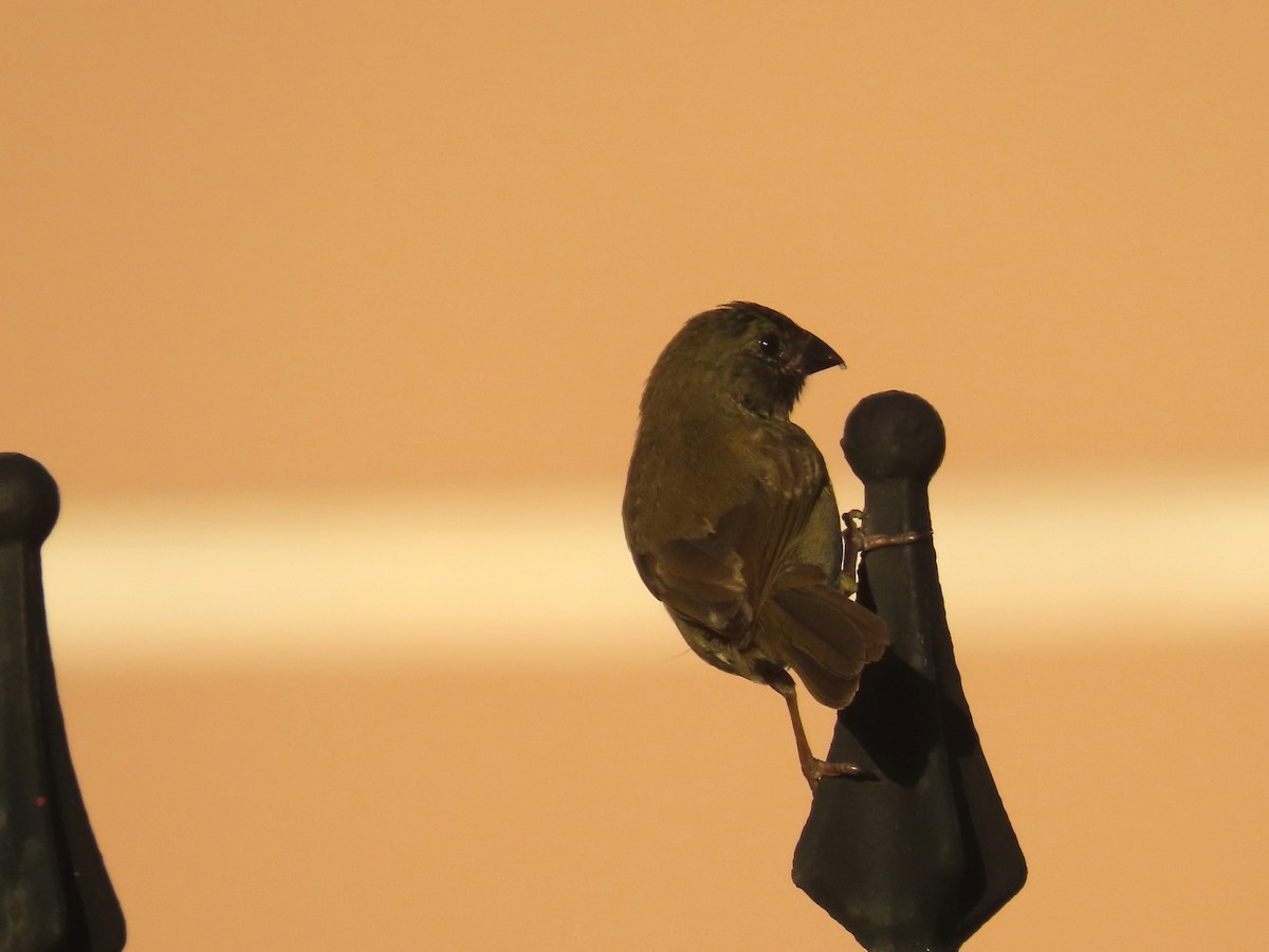 Black-faced Grassquit - ML623730306