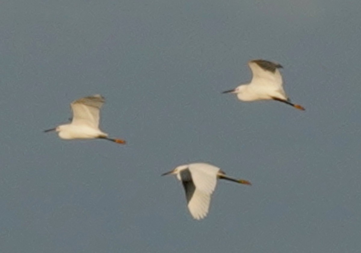 Snowy Egret - ML623730313