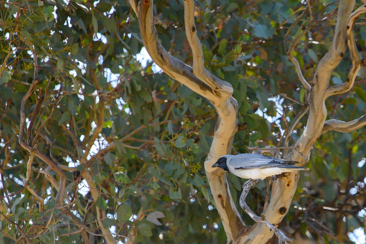 Black-faced Cuckooshrike - ML623730319