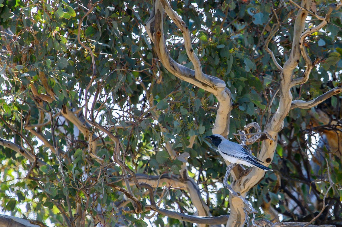 Black-faced Cuckooshrike - ML623730320